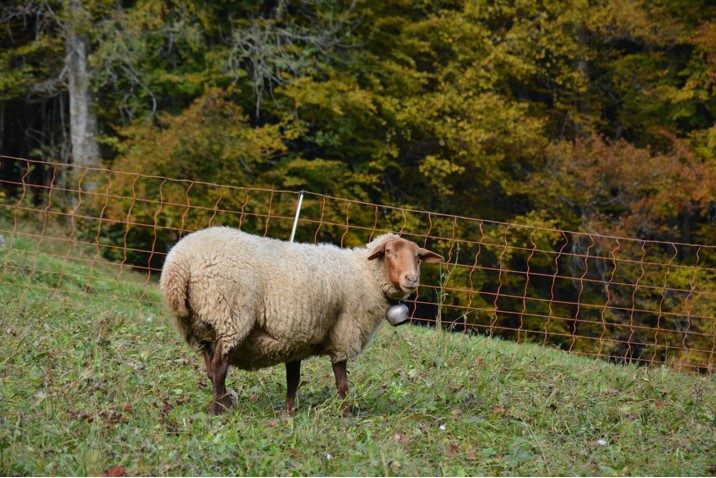 Wölfe in Graubünden: Ein Alpleben in Unsicherheit