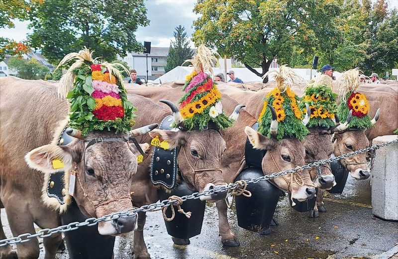 Prachtvoll: Die geschmückten Hornkühe der Familie Wettstein mit einer Chlopfe um den Hals.