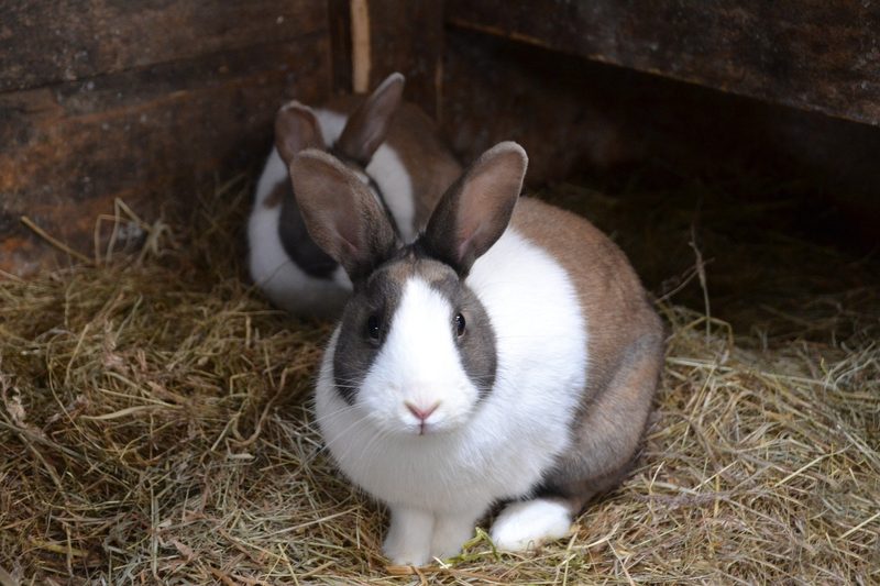 Nach STS-Kritik ärgern sich Tieraussteller ob der Tierschutzkontrollen