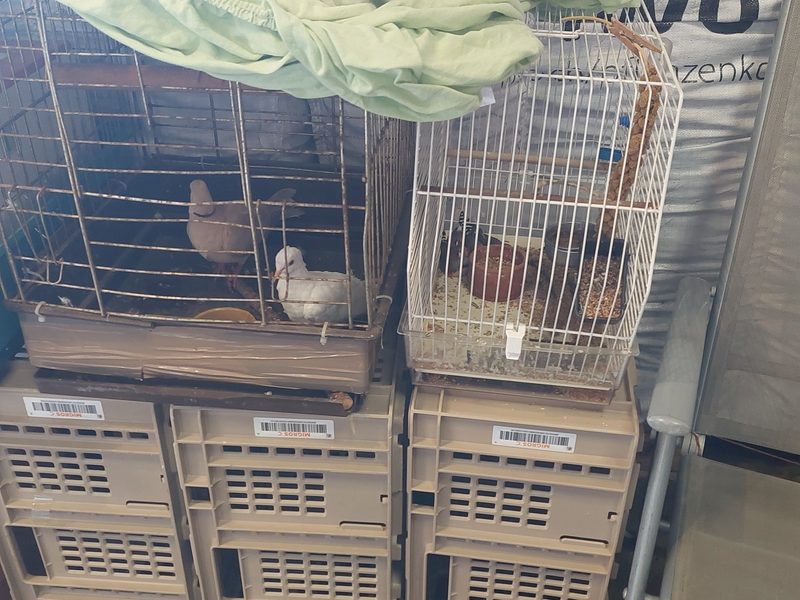 Nach STS-Kritik ärgern sich Tieraussteller ob der Tierschutzkontrollen