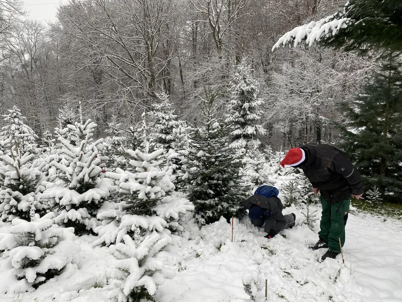 Der Mathis-Hof macht den Christbaumkauf zu einem ganz besonderem Wintererlebnis
