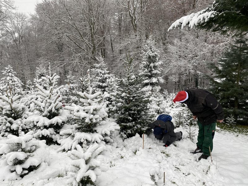 Der Mathis-Hof macht den Christbaumkauf zu einem ganz besonderem Wintererlebnis