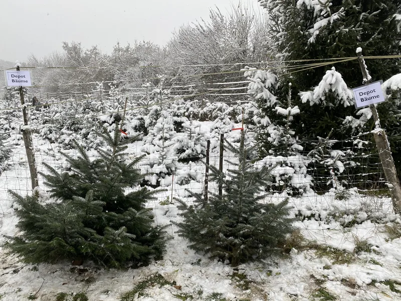 Der Mathis-Hof macht den Christbaumkauf zu einem ganz besonderem Wintererlebnis
