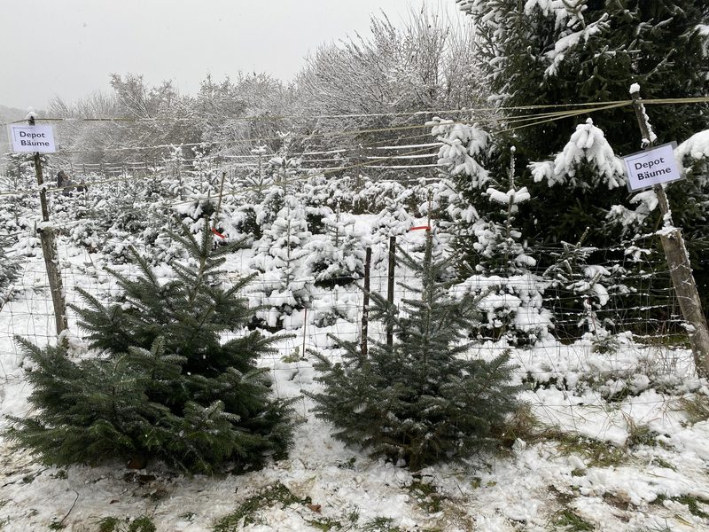 Der Mathis-Hof macht den Christbaumkauf zu einem ganz besonderem Wintererlebnis