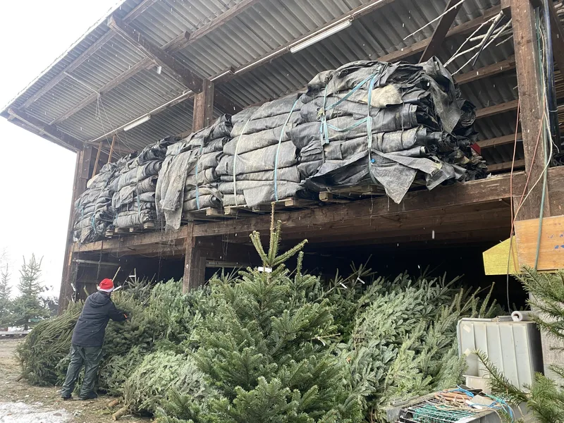 Der Mathis-Hof macht den Christbaumkauf zu einem ganz besonderem Wintererlebnis