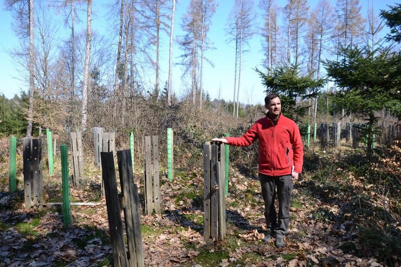 Schweizer Waldbericht 2025: Klima, Käfer und die Lösungssuche
