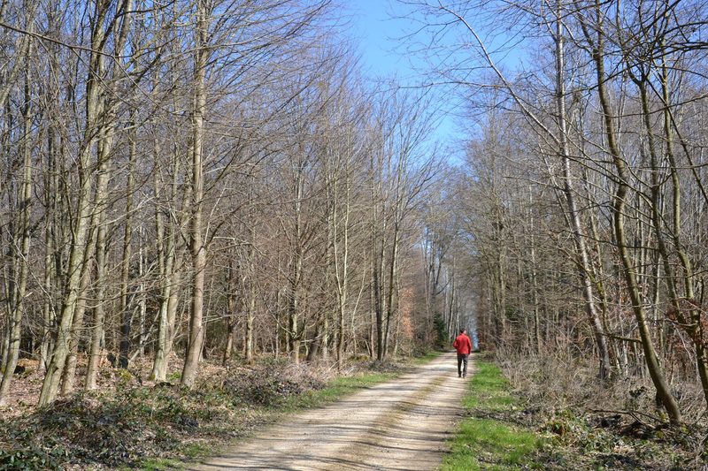 Schweizer Waldbericht 2025: Klima, Käfer und die Lösungssuche