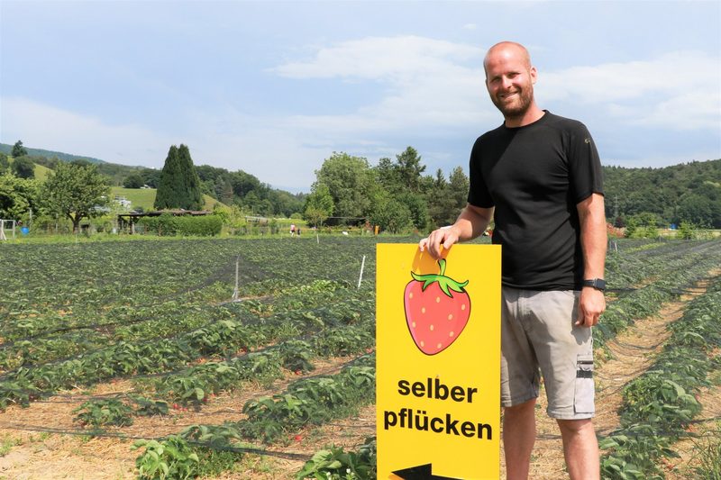 Erdbeerproduzent Tobias Lüscher: «Bisher ist es ein Superjahr»