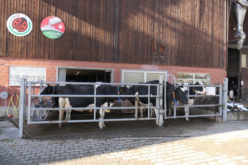 Die Bäuerin Gabi Werner lebt mitten im Dorf