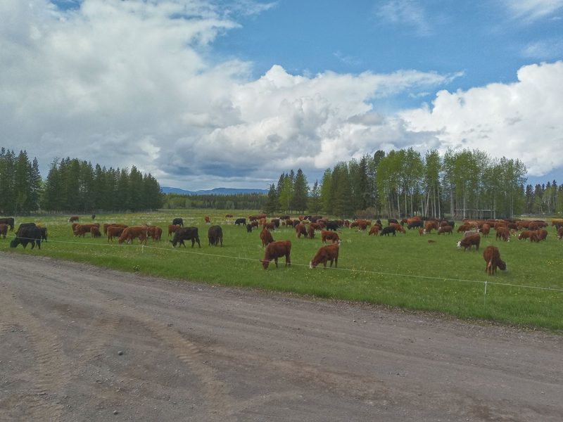 Diamond Ranch: Rinderhaltung mit regenerativer Landwirtschaft