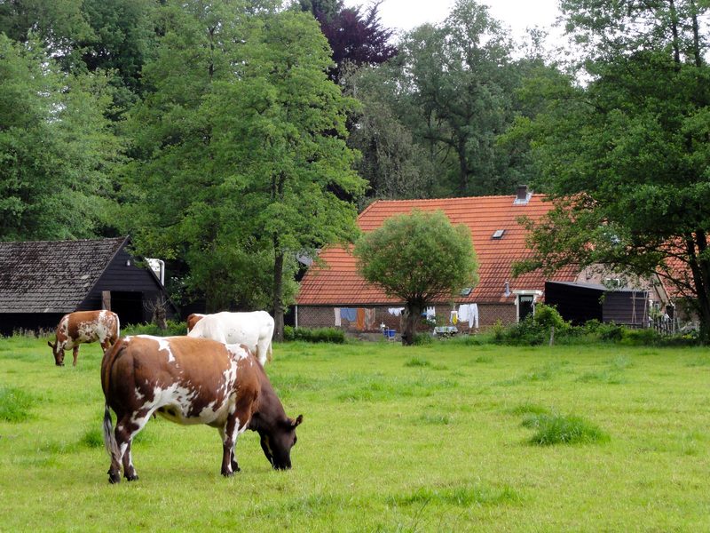 Die Regierung will die Landwirtschaft umkrempeln – Niederländische Bauern auf den Barrikaden