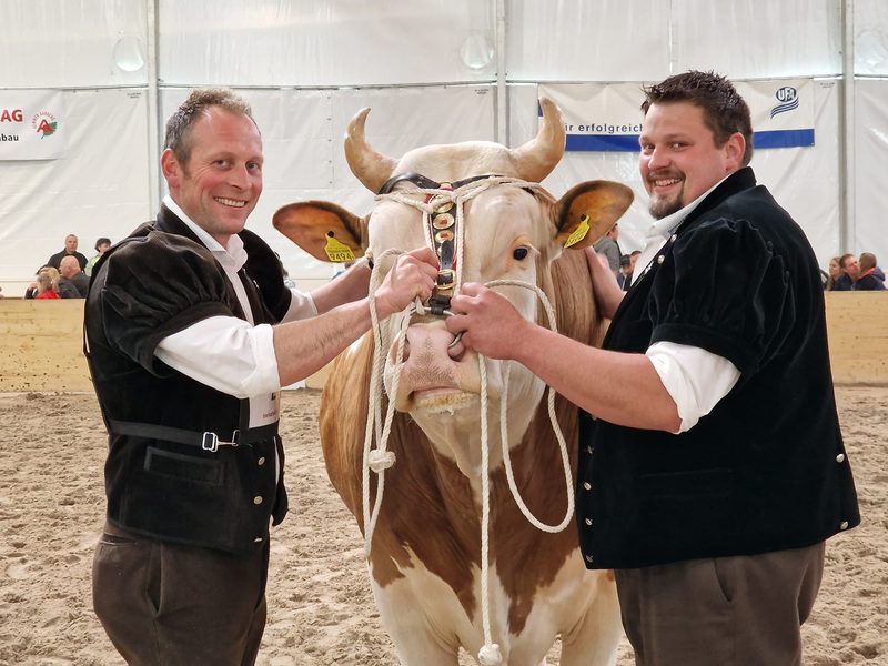 Simmentaler-Reinzucht: Das viele Unic-Blut wird zum Problem