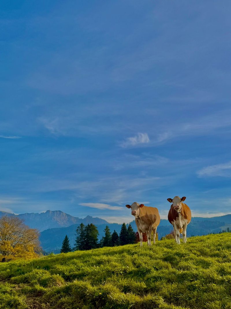 Simmentaler-Reinzucht: Das viele Unic-Blut wird zum Problem