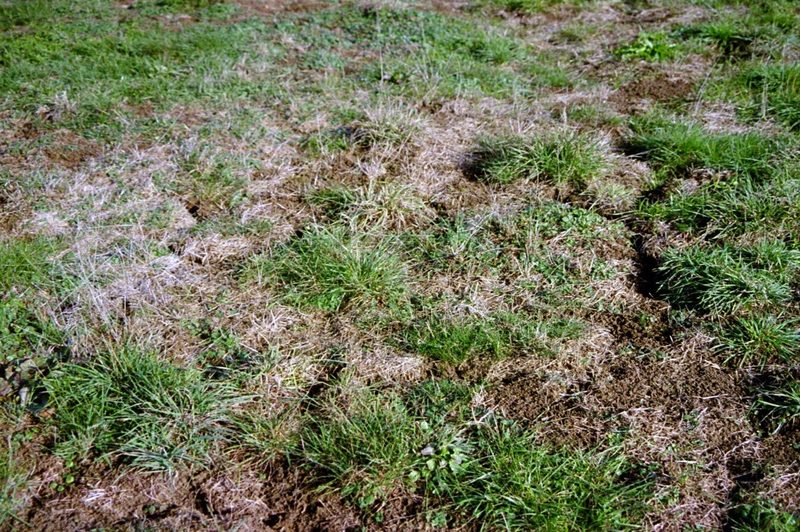Wieso man im Frühling Wiesenschäden beheben sollte