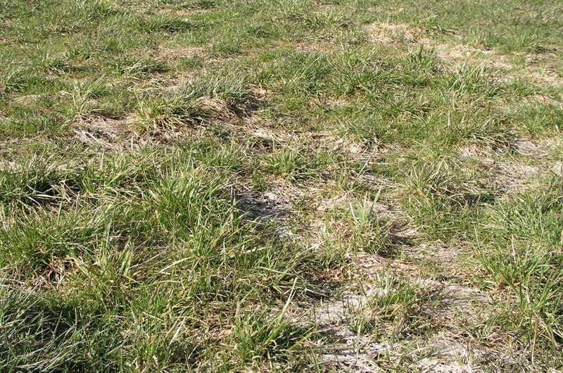 Wieso man im Frühling Wiesenschäden beheben sollte