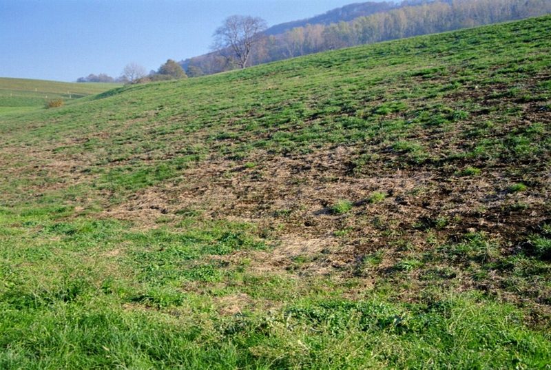 Wieso man im Frühling Wiesenschäden beheben sollte