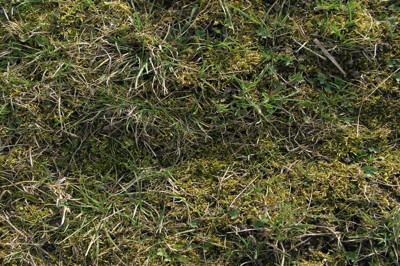 Wieso man im Frühling Wiesenschäden beheben sollte