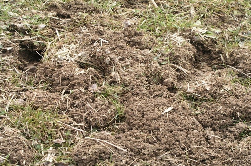 Wieso man im Frühling Wiesenschäden beheben sollte