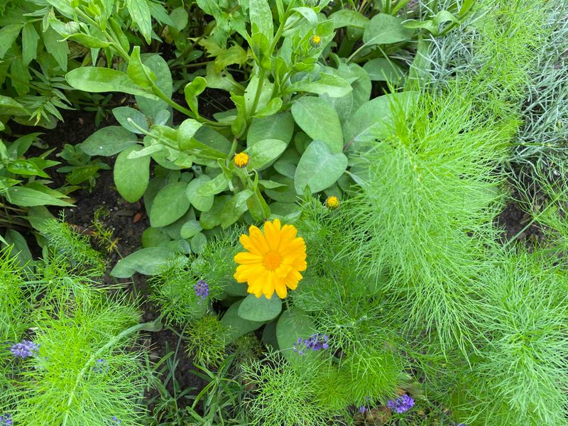 Ein Bauerngarten für Generationen in Oberbalm