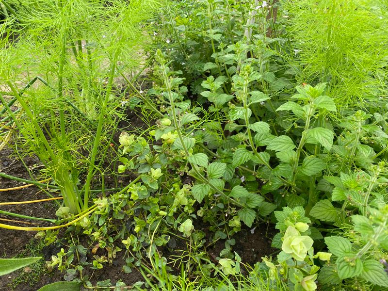 Ein Bauerngarten für Generationen in Oberbalm