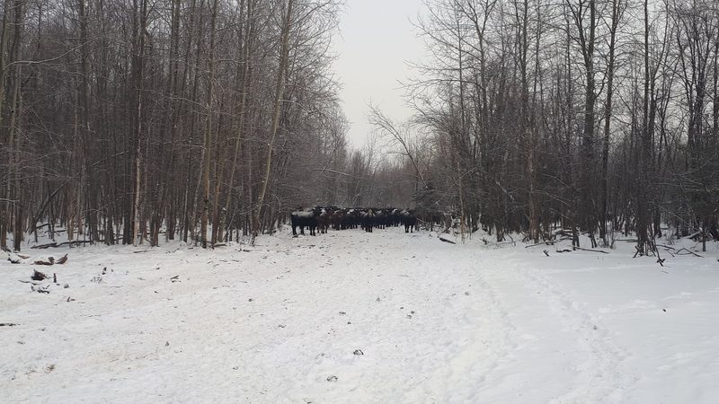 Kalt, kälter, Kanada: Minus 40 Grad machen Familie Ruckstuhl zu schaffen