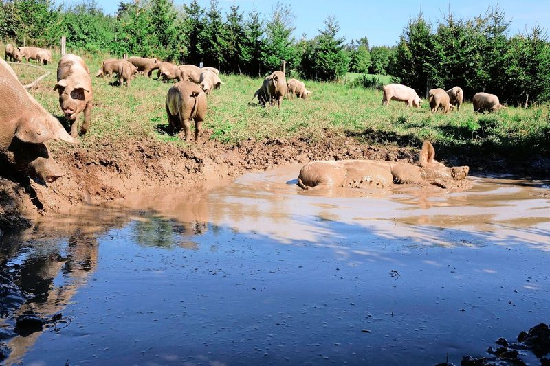 Auslauf auf die temporäre Weide für die trächtigen Sauen während der Vegetation.