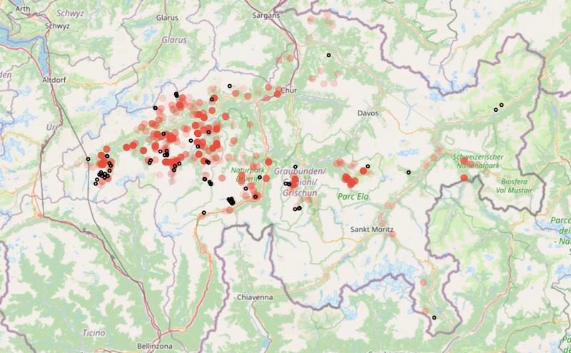 Jungwölfe auf Streifzug durch die Schweiz – natürliches Verhalten, das tödlich enden kann