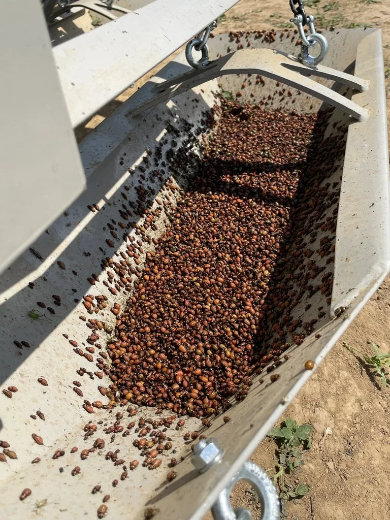 Gerät sammelt Kartoffelkäfer ein