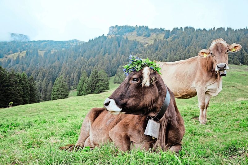 In der kurz bemessenen Freizeit auf der Alp entstand das Foto der Blumen-Kuh Astrid.