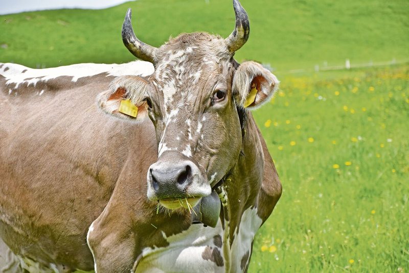Die wunderschönen Blüem-Kühe sind speziell gefleckte Tiere der Rasse Schweizer Braunvieh.