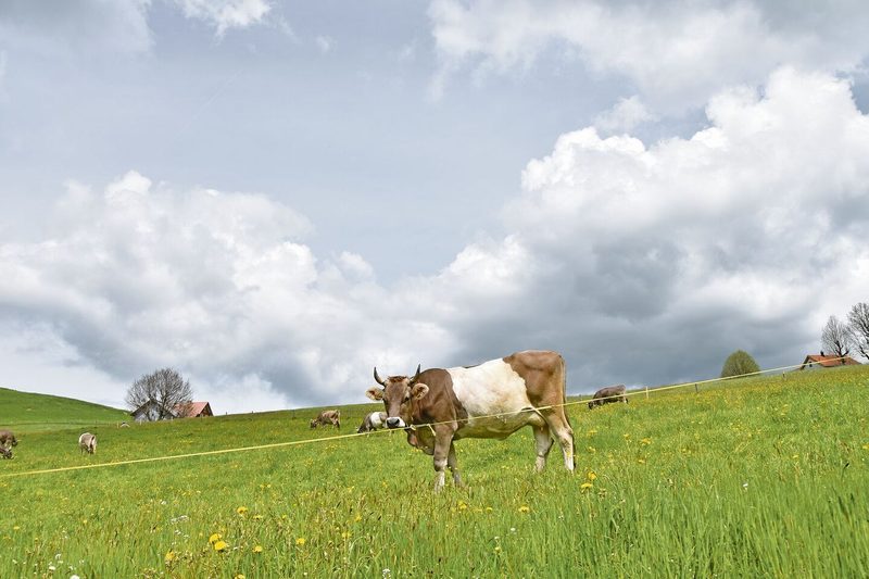 Eine besonders schöne Gurtkuh mit dem weissen Streifen schaut neugierig über den Weidezaun.
