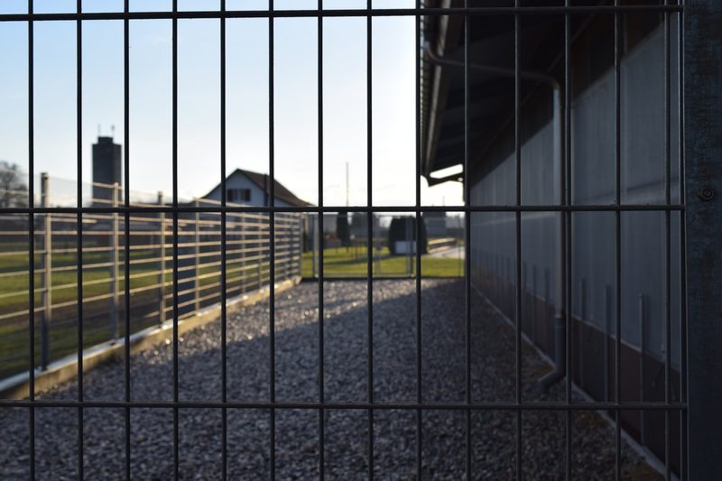 So leben Stachers Biohühner mit den Massnahmen gegen die Vogelgrippe