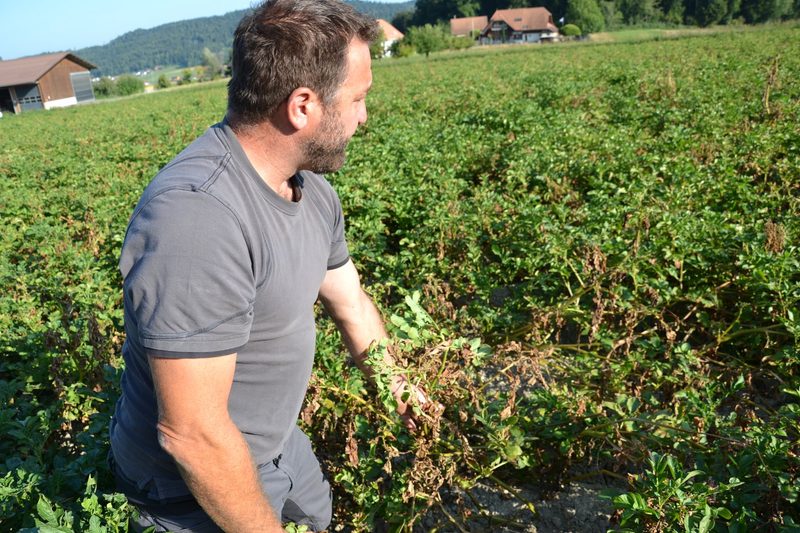 «Sind die Knollen reif, müssen sie raus»: Mathias Kummer setzt auf präzises Timing