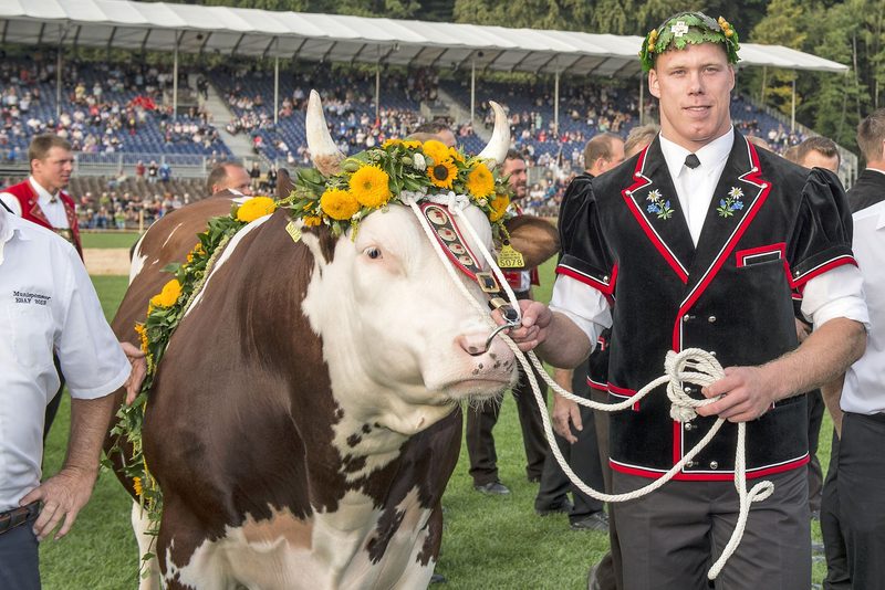 Königs-Muni Fors vo dr Lueg geschlachtet