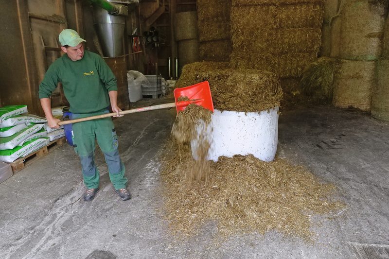 Fabian Ulmann zeigt, dass sich der gehäckselte Grasballen mit der Schaufelso leicht verfüttern lässt wie ein Maisballen, ohne weitere Mechanisierung.