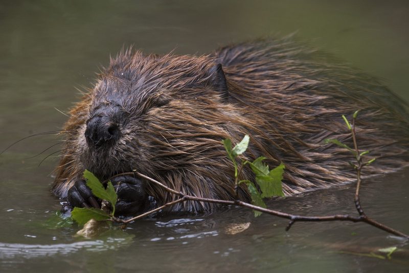 Biodiversität im Aargau: Zu viele Biber verderben das Land