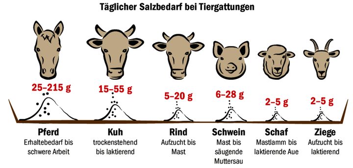 Tiere brauchen Salz. Je nach Alter, Produktionsform und Leistung können die Mengen dabei sehr variieren.