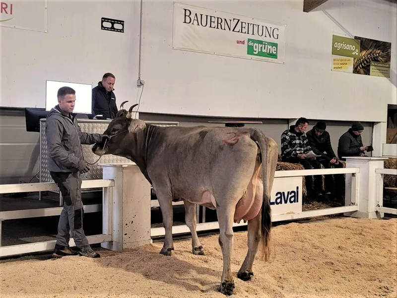 Unterschiedliche Nachfrage an Zentralschweizer Nutzviehauktionen