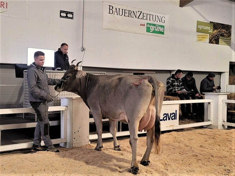 Unterschiedliche Nachfrage an Zentralschweizer Nutzviehauktionen