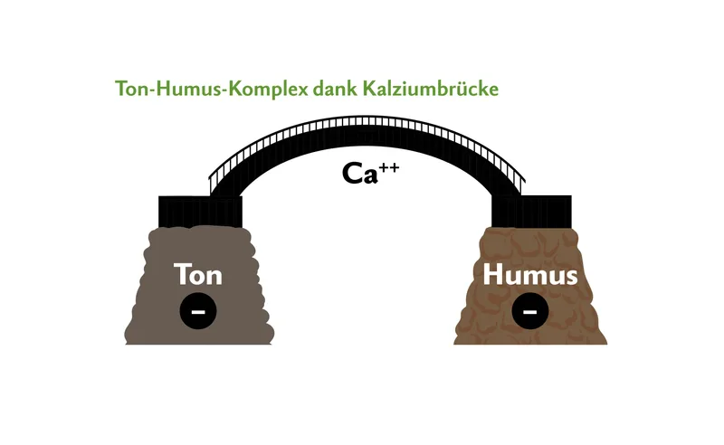 Da Kalzium positiv geladen ist, kann es die negativ geladenen Ton- und Humusteilchen miteinander verbinden. Dadurch wird die Bodenstruktur verbessert. Quelle: Schmidt, 2016