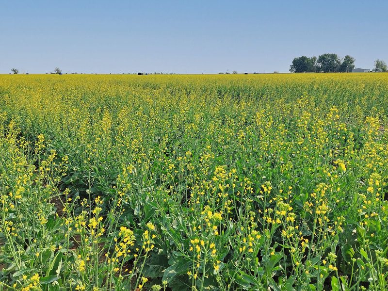 Landwirtschaft in Kanada – einige Eindrücke