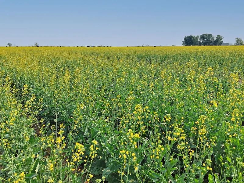 Landwirtschaft in Kanada – einige Eindrücke