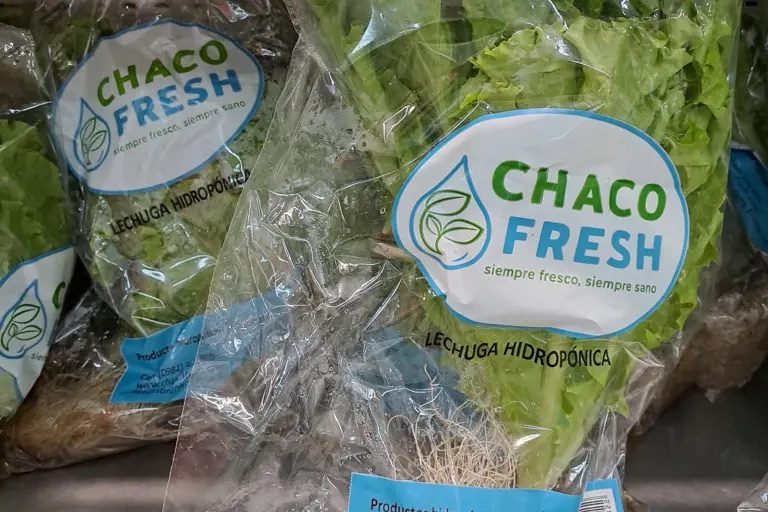 Mit Hydroponie der Trockenheit in Paraguay trotzen