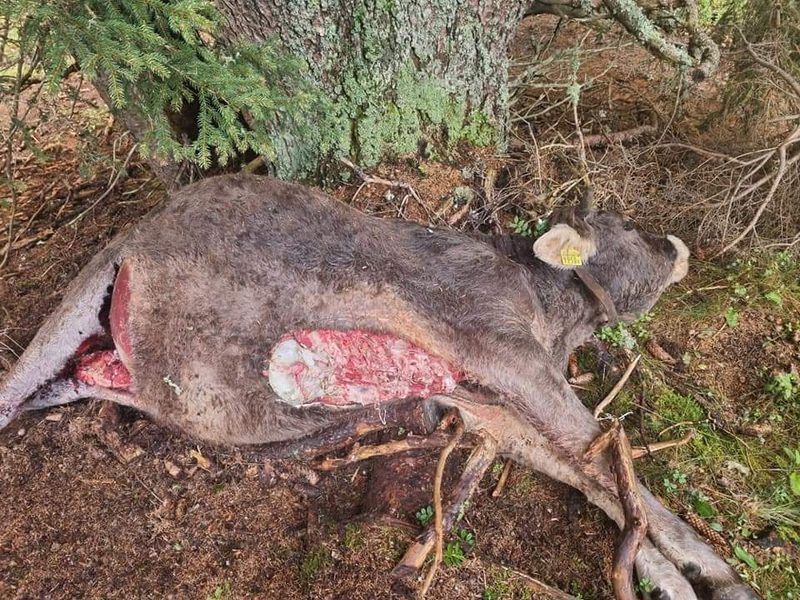 Bündner fühlen sich mit der Wolfsproblematik alleine gelassen
