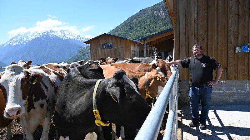 Alpine Milchviehhaltung im Laufstall – der Walliser Bergbauer Fabian Lengen lebt seinen Traum von der Viehzucht