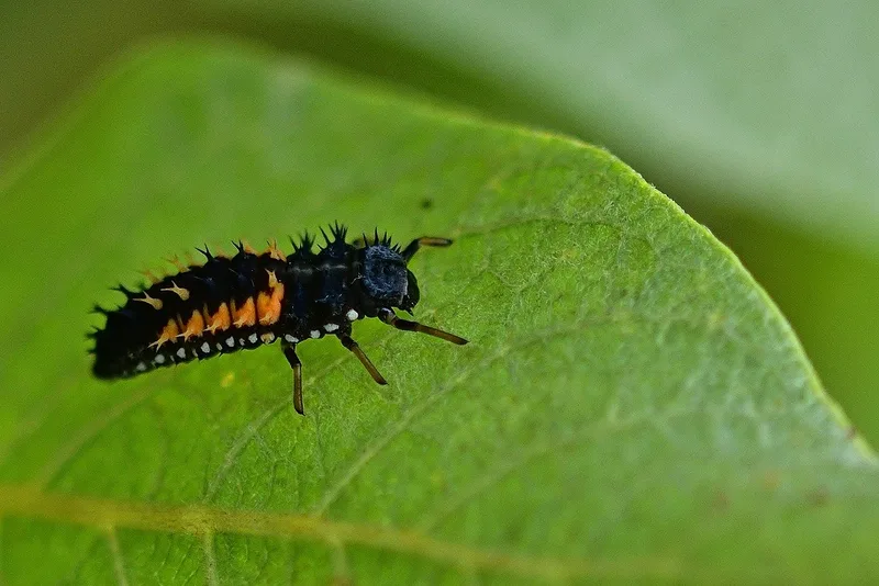 Neobiota: Wie unterscheiden sich asiatische von einheimischen Marienkäfern?