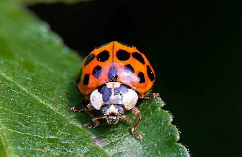 Neobiota: Wie unterscheiden sich asiatische von einheimischen Marienkäfern?