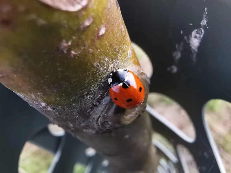 Neobiota: Wie unterscheiden sich asiatische von einheimischen Marienkäfern?