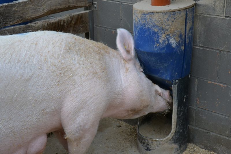 Konservierende Landwirtschaft und geschlossene Kreisläufe: «Wir sparen uns teure Traktorstunden»