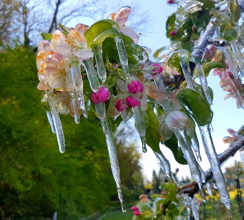 Wenn der frühe Frühling die Pflanzen unter Druck setzt